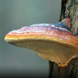 Imagem da notícia Cogumelo Reishi pode ajudar no tratamento contra o câncer aponta estudo